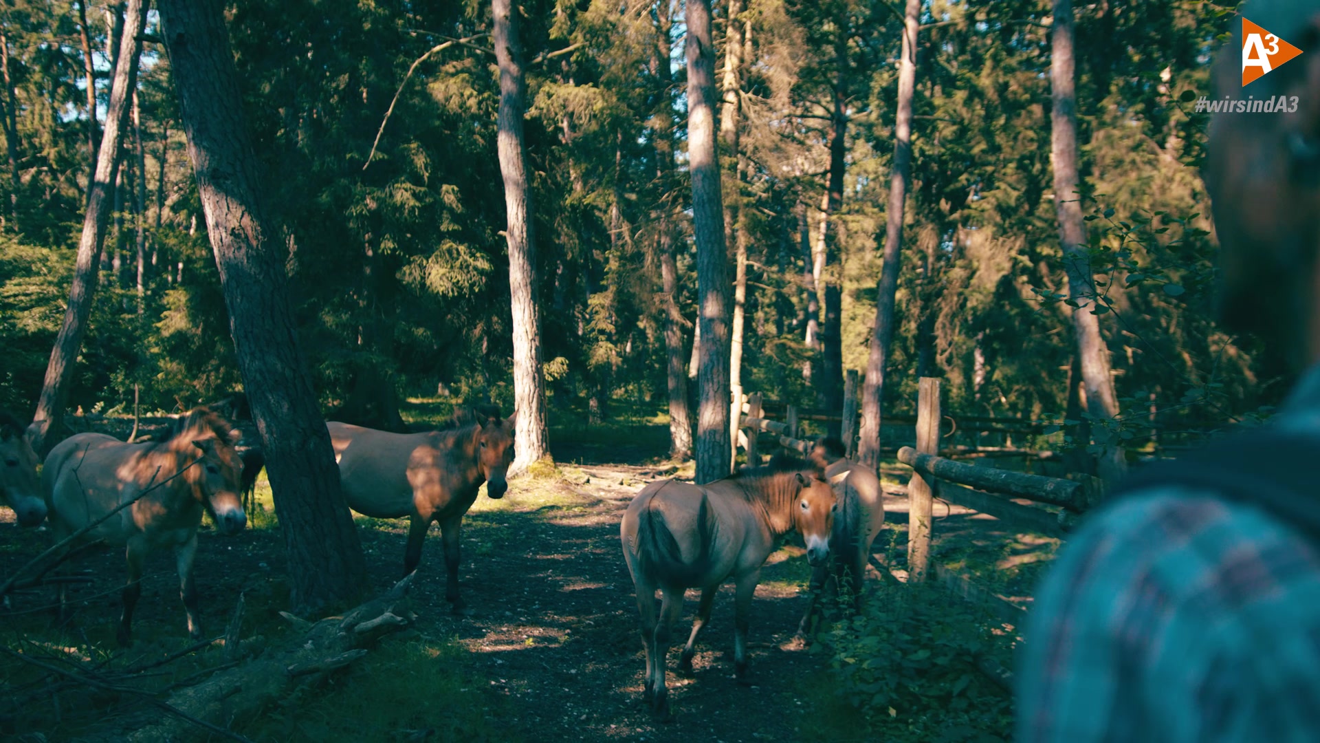 Prezewalski Pferde im Augsburger Stadtwald