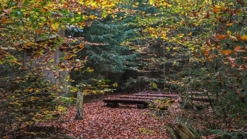 Oberschoenenfeld-Wald im Herbst