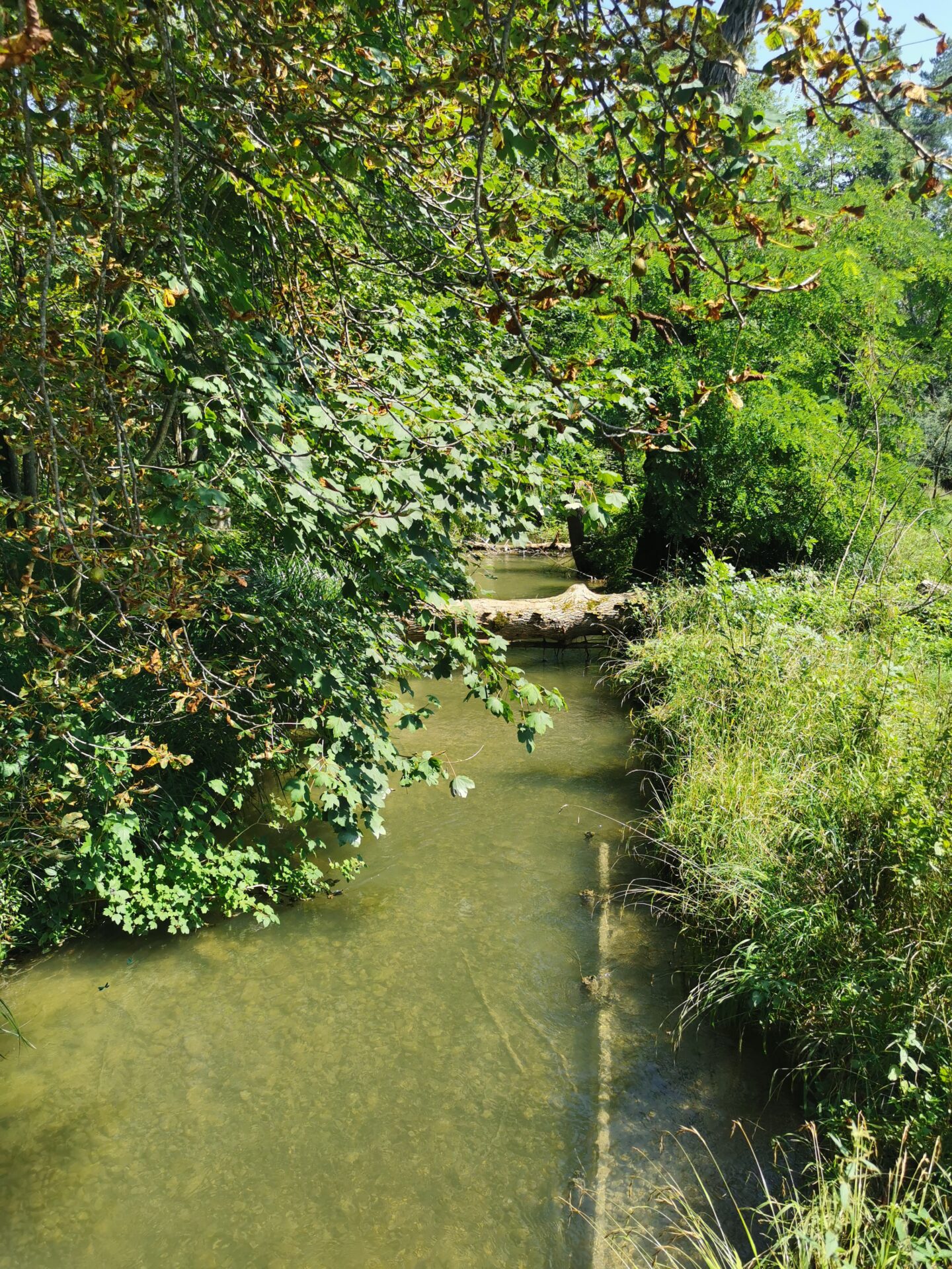 Waldführung "Klimaschutz vor der Haustür", 