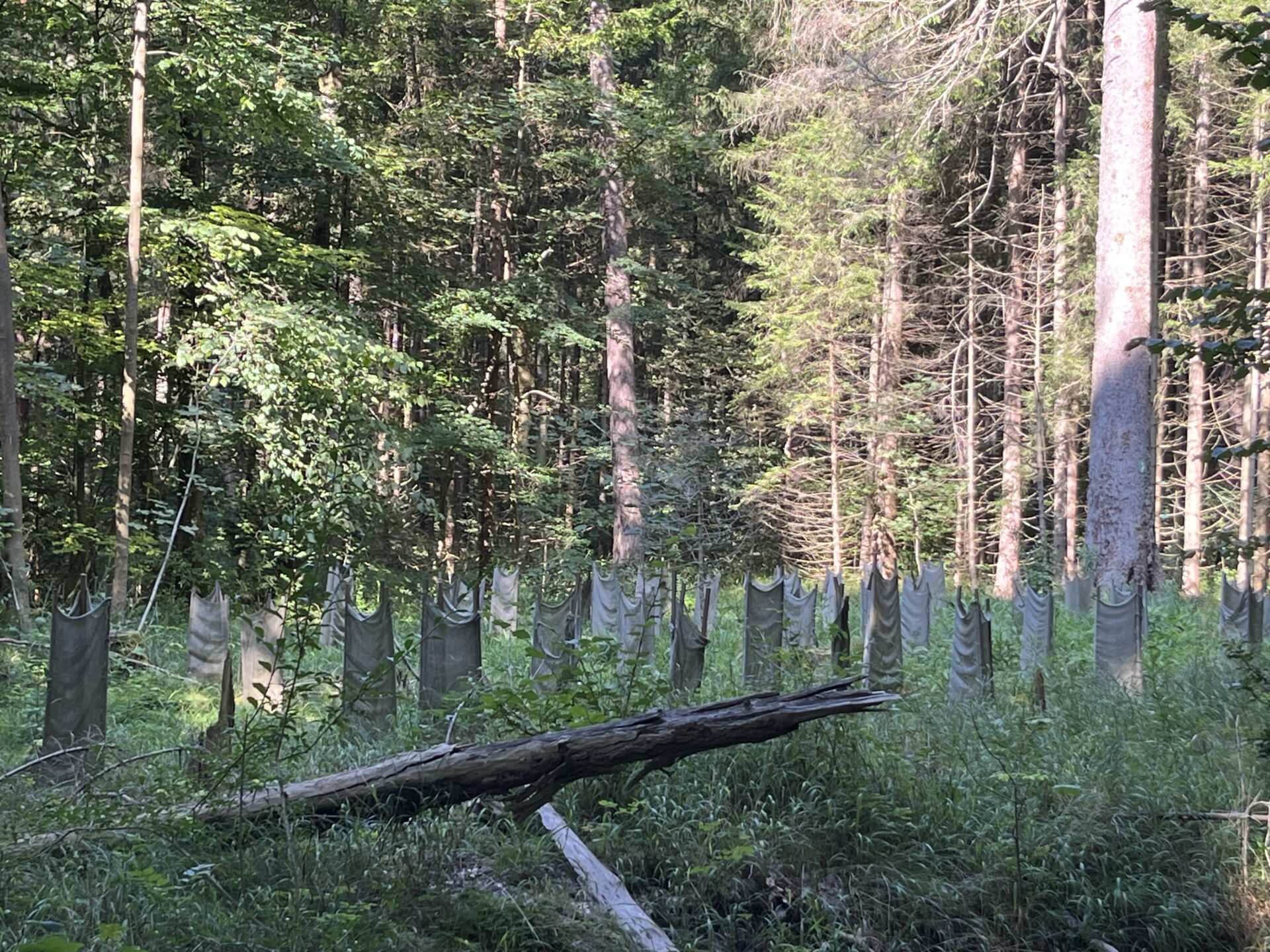 Waldführung "Klimaschutz vor der Haustür", 