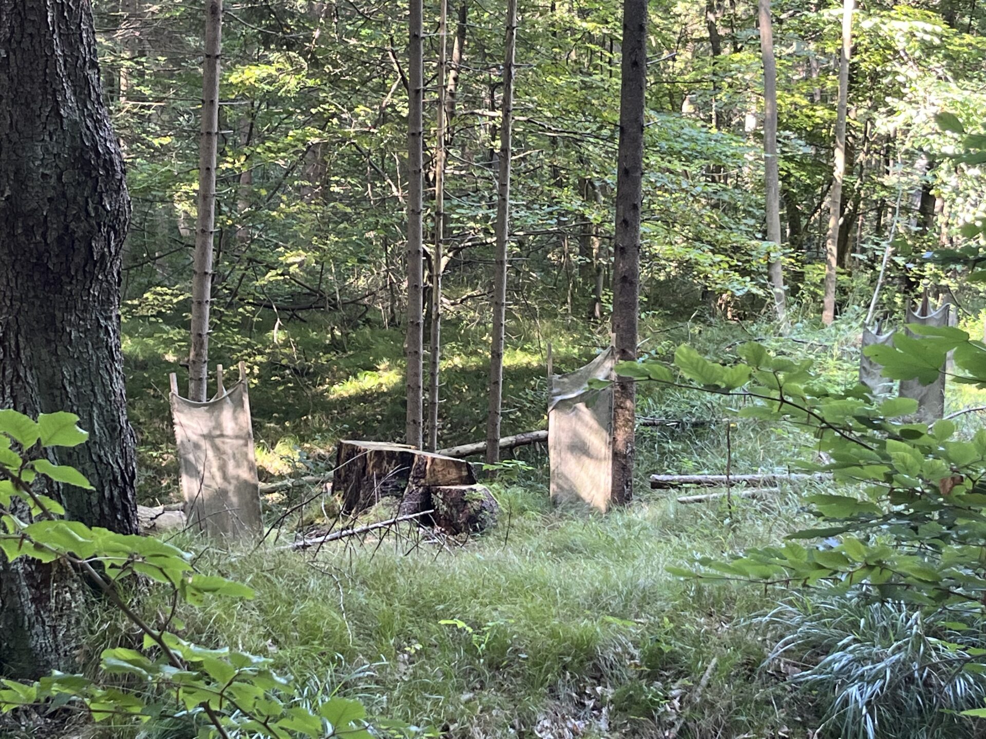 Waldführung "Klimaschutz vor der Haustür", 